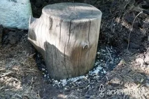 Вирощування грибів на дачі, самоделкин друг (грибів) Вирощування грибів на дачі, самоделкин один