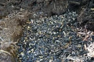 Вирощування грибів на дачі, самоделкин друг (вирощування грибів дачі) Вирощування грибів на дачі, самоделкин один
