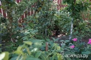 Вирощування грибів на дачі, самоделкин друг (вирощування) Вирощування грибів на дачі, самоделкин один