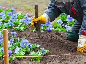 Вирощування Брунер у відкритому грунті види квітки, особливості посадки і догляду, способи розмноження (вирощування) Вирощування Брунер у відкритому грунті види квітки, особливості посадки і догляду, способи розмноження