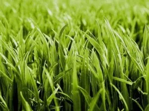 Види газонної трави з описами і фото (газонної) Види газонної трави з описами і фото