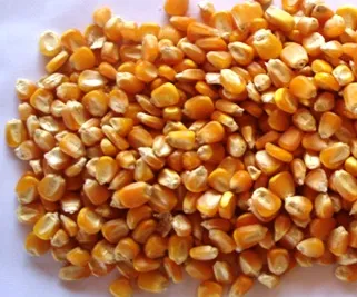 вирощування кукурудзи