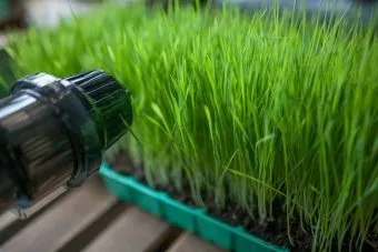 Вирощуємо пшеницю і робимо з неї сік в домашніх умовах