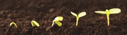 Вирощування розсади на продаж як скласти грамотний бізнес-план і врахувати всі особливості бізнесу (бізнес-план) Вирощування розсади на продаж як скласти грамотний бізнес-план і врахувати всі особливості бізнесу