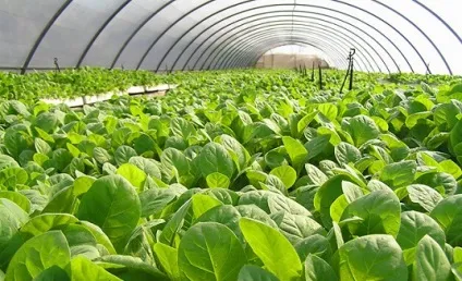 Вирощування розсади на продаж як скласти грамотний бізнес-план і врахувати всі особливості бізнесу (бізнес-план) Вирощування розсади на продаж як скласти грамотний бізнес-план і врахувати всі особливості бізнесу