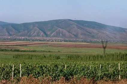 Виноград сорту Ркацителі - характеристики і властивості (Ркацителі) Виноград сорту Ркацителі - характеристики і властивості