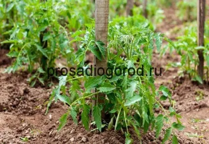 Вирощування томата безрассадним способом у відкритий грунт, відео та фото