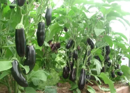 Вирощування баклажанів з насіння в домашніх умовах (вирощування) Вирощування баклажанів з насіння в домашніх умовах