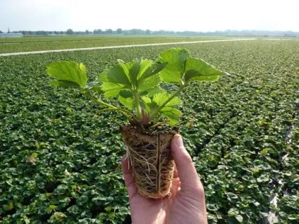 Вирощування розсади на продаж як скласти грамотний бізнес-план і врахувати всі особливості бізнесу (бізнес-план) Вирощування розсади на продаж як скласти грамотний бізнес-план і врахувати всі особливості бізнесу