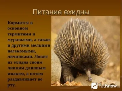 Види, опис, зміст в домашніх умовах вб'є (опис) Види, опис, зміст в домашніх умовах його вб'є!