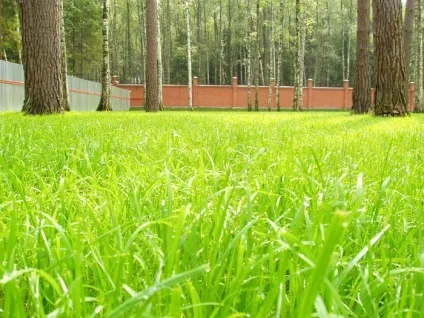 Види газонної трави з описами і фото (конюшина біла червоний) Види газонної трави з описами і фото