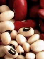 Шкідники кольорової капусти і боротьба з ними (боротьба) Шкідники кольорової капусти і боротьба з ними