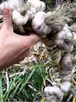 Шкідники кольорової капусти і боротьба з ними (шкідники) Шкідники кольорової капусти і боротьба з ними