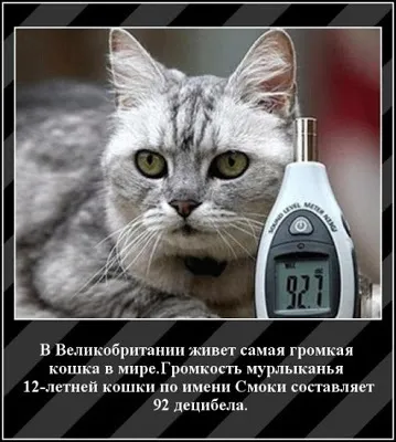 Увага! Найгучніша кішка планети! Дар від Дарчик
