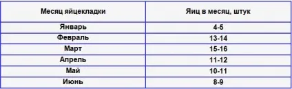 Висновок індичат в домашніх умовах - своя птах (індичат домашніх умовах) Висновок індичат в домашніх умовах - своя птах