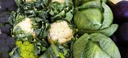 Шкідники кольорової капусти і боротьба з ними (боротьба) Шкідники кольорової капусти і боротьба з ними
