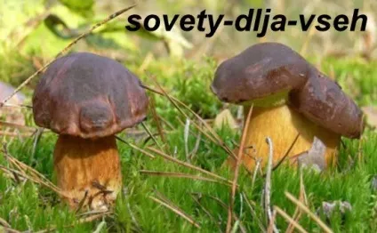 Шкода і користь грибів, поради для всіх (всіх) Шкода і користь грибів, поради для всіх