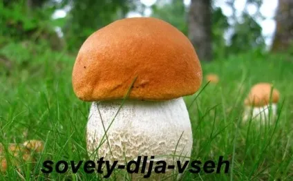 Шкода і користь грибів, поради для всіх (користь) Шкода і користь грибів, поради для всіх