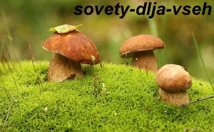 Шкода і користь грибів, поради для всіх (грибів) Шкода і користь грибів, поради для всіх