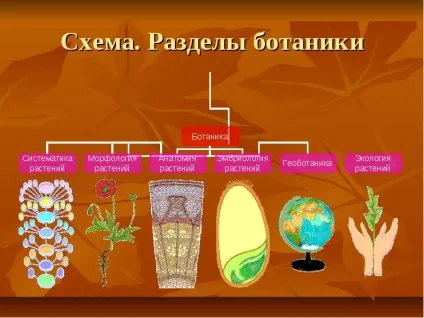 Введення в ботаніку