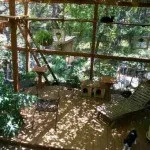 Навіщо потрібен вольєр для кішок на дачі (вольєр на дачі) Навіщо потрібен вольєр для кішок на дачі
