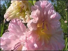 зберігання гладіолусів