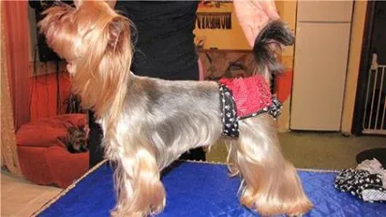 Навіщо потрібні труси для собак - dogcollar - амуніція і аксесуари для собак (труси для собак) Навіщо потрібні труси для собак - dogcollar - амуніція і аксесуари для собак