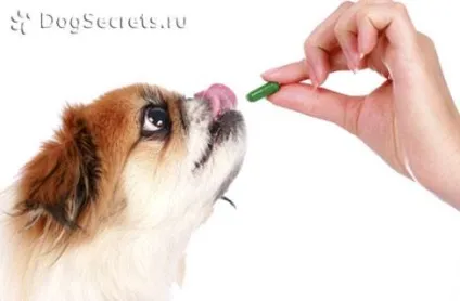 Холецистит у собак симптоми, лікування - my life (собак) Холецистит у собак симптоми, лікування - my life