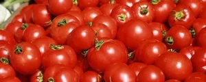 Засолка червоних і зелених помідор холодним способом на зиму в каструлі, в відрі, з гірчицею (способом) Засолка червоних і зелених помідор холодним способом на зиму в каструлі, в відрі, з гірчицею