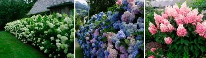 Зимостійкі чагарники, квітучі все літо (квітучі) Зимостійкі чагарники, квітучі все літо