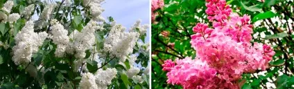 Зимостійкі чагарники, квітучі все літо (літо) Зимостійкі чагарники, квітучі все літо