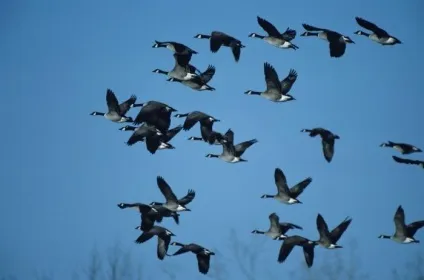 Жива природа