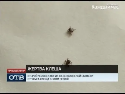 Житель ростовської області помер від укусу кліща, свіжі новини для вас (укусу) Житель ростовської області помер від укусу кліща, свіжі новини для вас