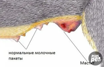 Містить у кішки лікування, причини, симптоми (гнійний мастит) Містить у кішки лікування, причини, симптоми