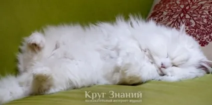 Містить у кішки - ознаки, симптоми, лікування і профілактика - коло знань