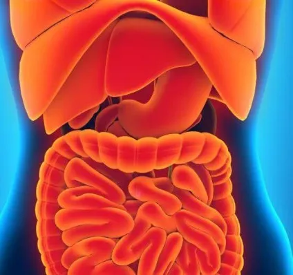 Мезаденит у дітей і дорослих причини, симптоми і лікування (причини) Мезаденит у дітей і дорослих причини, симптоми і лікування