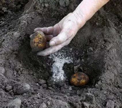 Зола як добриво як застосовувати, склад золи