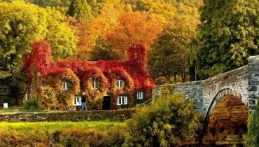 12 Найкрасивіших дерев бонсай - фото світ фактів (самих) 12 Найкрасивіших дерев бонсай - фото світ фактів