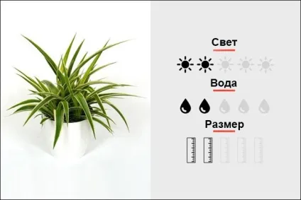 18 Кращих кімнатних рослин для чоловіків, magmens (Гібрид SEDUM BURRITO) 18 Кращих кімнатних рослин для чоловіків, magmens