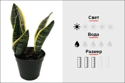 18 Кращих кімнатних рослин для чоловіків, magmens (Кактус «золотий барель») 18 Кращих кімнатних рослин для чоловіків, magmens
