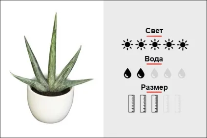 18 Кращих кімнатних рослин для чоловіків, magmens (Кактус «золотий барель») 18 Кращих кімнатних рослин для чоловіків, magmens