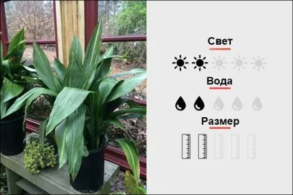 18 Кращих кімнатних рослин для чоловіків, magmens (потрібно багато світла) 18 Кращих кімнатних рослин для чоловіків, magmens