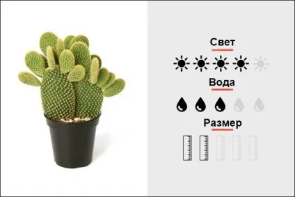 18 Кращих кімнатних рослин для чоловіків, magmens (Гібрид SEDUM BURRITO) 18 Кращих кімнатних рослин для чоловіків, magmens
