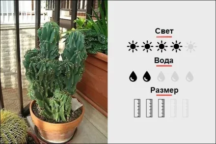 18 Кращих кімнатних рослин для чоловіків, magmens (Гібрид SEDUM BURRITO) 18 Кращих кімнатних рослин для чоловіків, magmens