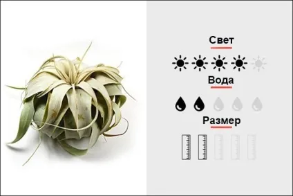 18 Кращих кімнатних рослин для чоловіків, magmens (Гібрид SEDUM BURRITO) 18 Кращих кімнатних рослин для чоловіків, magmens