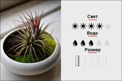 18 Кращих кімнатних рослин для чоловіків, magmens (Кактус «золотий барель») 18 Кращих кімнатних рослин для чоловіків, magmens