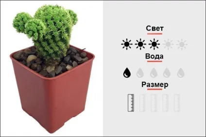 18 Кращих кімнатних рослин для чоловіків, magmens (Кактус «золотий барель») 18 Кращих кімнатних рослин для чоловіків, magmens