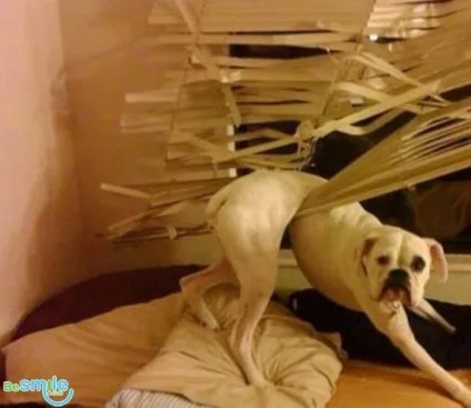15 Прикладів того, що роблять собаки, коли вас немає вдома (вдома) 15 Прикладів того, що роблять собаки, коли вас немає вдома