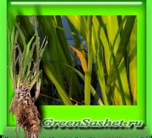 Аїр ефірне масло - acorus calamus (acorus) Аїр ефірне масло - acorus calamus