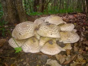 Агарікус модринова губка а ви знаєте про його лікувальні властивості (агарікус модринова губка) Агарікус модринова губка а ви знаєте про його лікувальні властивості
